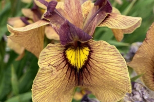 Iris Pseudata 'Yarai' 